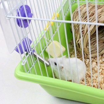 Сибірські хом’яки (21 фото): скільки живуть сибірські хом’ячки? Правила догляду за ними. Їх розміри та характер
