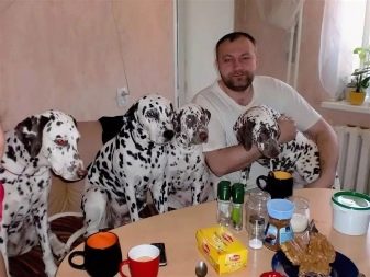 Скільки років живуть далматинці? Середня тривалість життя далматинця в домашніх умовах