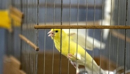 Скільки років живуть канарки? Як довго живуть канарки в домашніх умовах в клітці? Середня тривалість життя