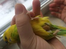 Скільки років живуть канарки? Як довго живуть канарки в домашніх умовах в клітці? Середня тривалість життя