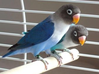 Скільки живуть нерозлучники? Строк існування в домашніх умовах. Скільки років живуть папуги в природі?