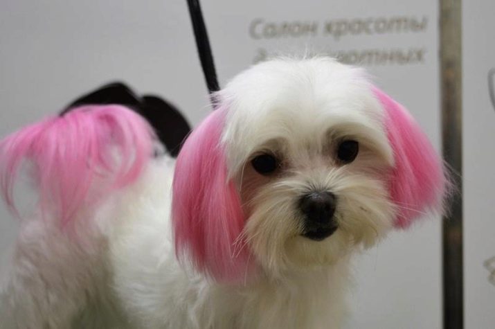 Стрижка болонки (13 фото): як підстригти болонок-дівчаток в домашніх умовах? Стрижки для собак-хлопчиків
