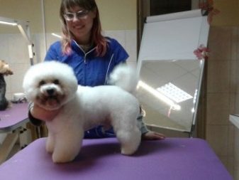 Стрижки бішон фризі (24 фото): схеми грумінгу. Варіанти коротких стрижок для собак