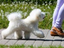 Стрижки бішон фризі (24 фото): схеми грумінгу. Варіанти коротких стрижок для собак