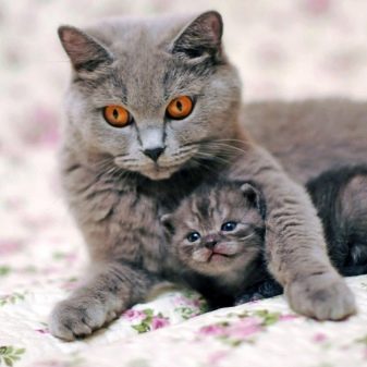 Сухий шампунь для кішок: як користуватися сухим шампунем для котів? Відгуки власників