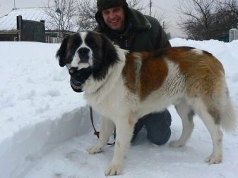 Відмінності московської сторожової і сенбернара (17 фото): чим відрізняється одна порода від іншої? Порівняння характеристик і особливостей собак. Чи є суттєва різниця?