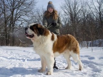 Відмінності московської сторожової і сенбернара (17 фото): чим відрізняється одна порода від іншої? Порівняння характеристик і особливостей собак. Чи є суттєва різниця?