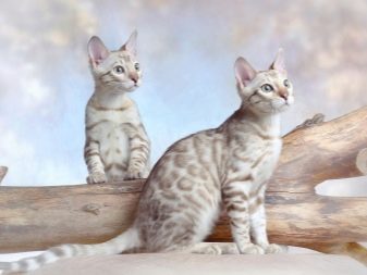 Як назвати бенгальського кота? Царські і популярні клички для кошеняти-хлопчика бенгальської породи