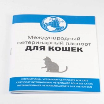 Як назвати бенгальського кота? Царські і популярні клички для кошеняти-хлопчика бенгальської породи