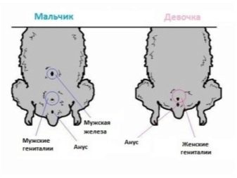 Як визначити стать джунгарського хом’яка? 15 фото Як відрізнити самку від самця? Як дізнатися стать маленького джунгарика?