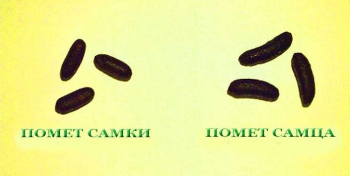 Як визначити стать морської свинки? 19 фото Як відрізнити хлопчика від дівчинки в домашніх умовах?