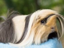 Як визначити стать морської свинки? 19 фото Як відрізнити хлопчика від дівчинки в домашніх умовах?