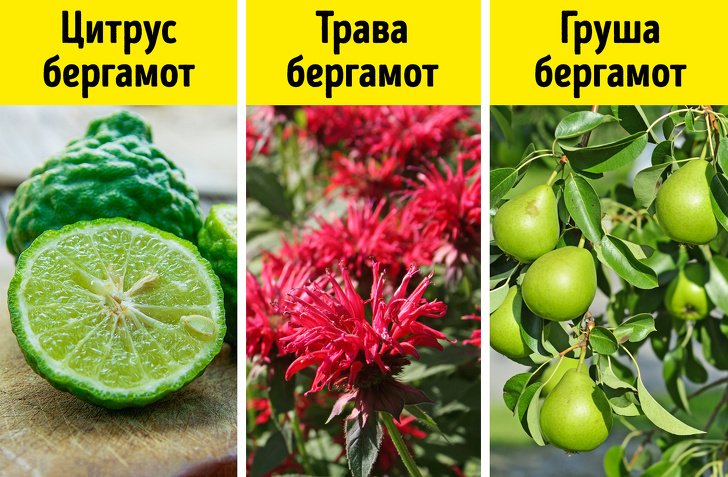 16 відомих продуктів, які ростуть зовсім не так, як ми собі уявляли