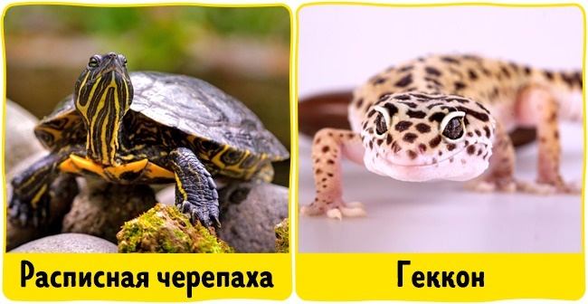 18 домашніх вихованців, які найбільш безпечні для алергіків