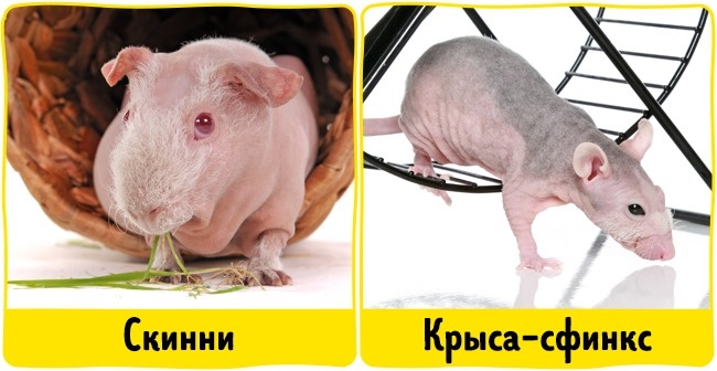 18 домашніх вихованців, які найбільш безпечні для алергіків