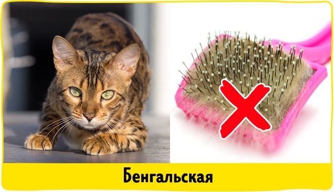 18 домашніх вихованців, які найбільш безпечні для алергіків