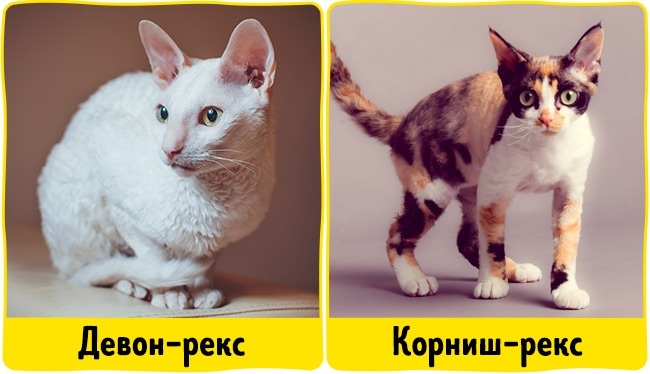 18 домашніх вихованців, які найбільш безпечні для алергіків