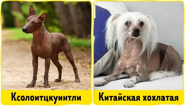 18 домашніх вихованців, які найбільш безпечні для алергіків