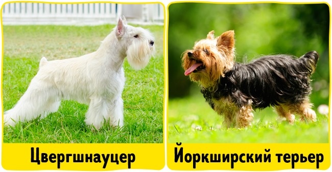 18 домашніх вихованців, які найбільш безпечні для алергіків