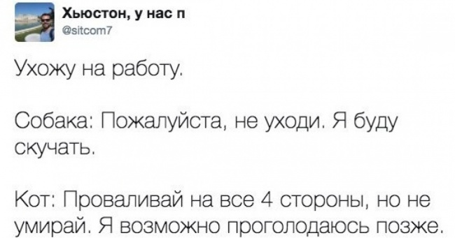 19 твітів, які зрозуміє кожен власник домашніх тварин