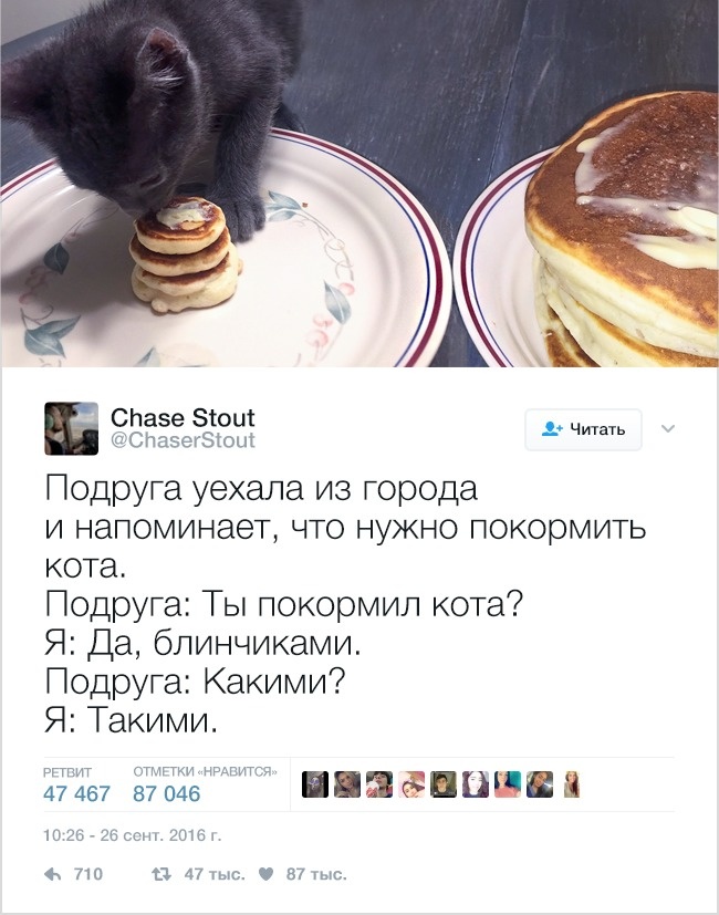19 твітів, які зрозуміє кожен власник домашніх тварин