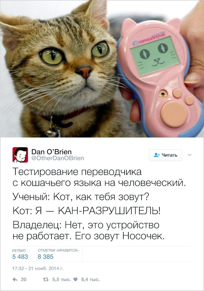 19 твітів, які зрозуміє кожен власник домашніх тварин
