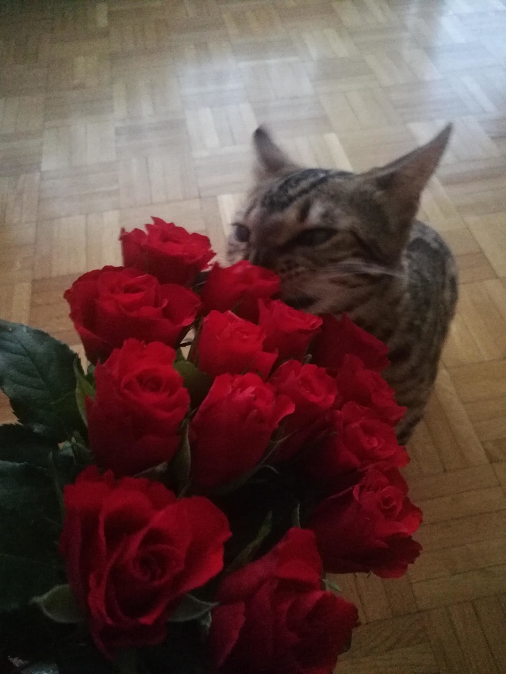 20+ домашніх улюбленців, які втомилися бути хорошими хлопчиками