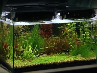 Аерація води в акваріумі (34 фото): що це таке? Як часто включати подачу кисню для рибок? Скільки повинен працювати повітря? Кисневі таблетки і інші способи