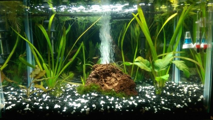 Аерація води в акваріумі (34 фото): що це таке? Як часто включати подачу кисню для рибок? Скільки повинен працювати повітря? Кисневі таблетки і інші способи