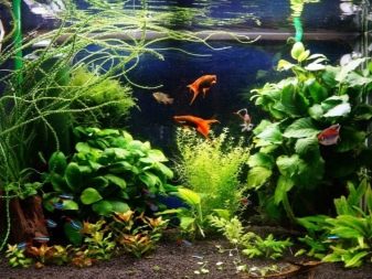 Аерація води в акваріумі (34 фото): що це таке? Як часто включати подачу кисню для рибок? Скільки повинен працювати повітря? Кисневі таблетки і інші способи