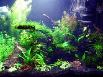 Аерація води в акваріумі (34 фото): що це таке? Як часто включати подачу кисню для рибок? Скільки повинен працювати повітря? Кисневі таблетки і інші способи