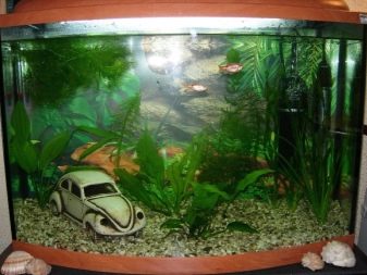 Аерація води в акваріумі (34 фото): що це таке? Як часто включати подачу кисню для рибок? Скільки повинен працювати повітря? Кисневі таблетки і інші способи