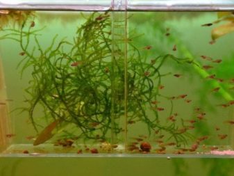 Аерація води в акваріумі (34 фото): що це таке? Як часто включати подачу кисню для рибок? Скільки повинен працювати повітря? Кисневі таблетки і інші способи