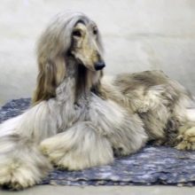 Афганська борза (51 фото): опис породи собак, характер цуценят, чорний і білий забарвлення, історія походження та характеристики