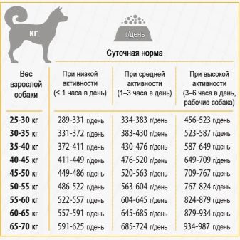 Афганська борза (51 фото): опис породи собак, характер цуценят, чорний і білий забарвлення, історія походження та характеристики