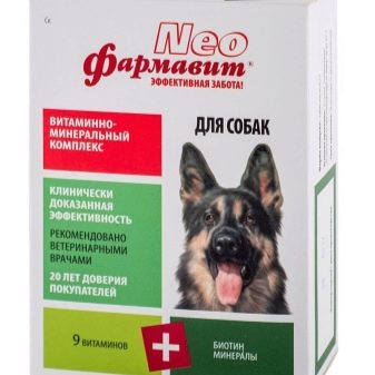 Афганська борза (51 фото): опис породи собак, характер цуценят, чорний і білий забарвлення, історія походження та характеристики