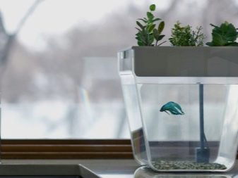 Акваріуми на 10 л (32 фото): скільки рибок можна тримати в маленькому акваріумі? Кого краще заселити?