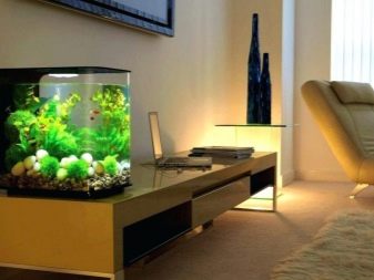 Акваріуми на 10 л (32 фото): скільки рибок можна тримати в маленькому акваріумі? Кого краще заселити?