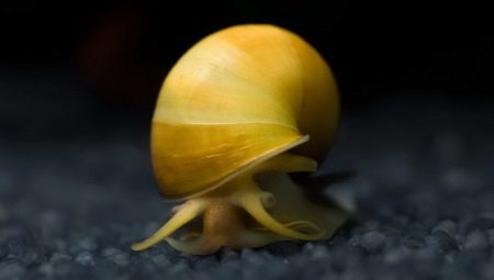 Акваріумні равлики (31 фото): меланія, фіза та інші види равликів з назвами і описами, користь і шкоду від равликів в акваріумі