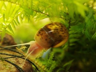 Акваріумні равлики (31 фото): меланія, фіза та інші види равликів з назвами і описами, користь і шкоду від равликів в акваріумі