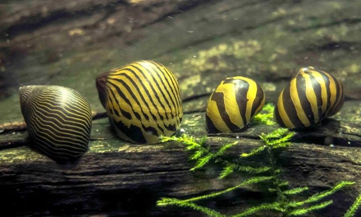 Акваріумні равлики (31 фото): меланія, фіза та інші види равликів з назвами і описами, користь і шкоду від равликів в акваріумі