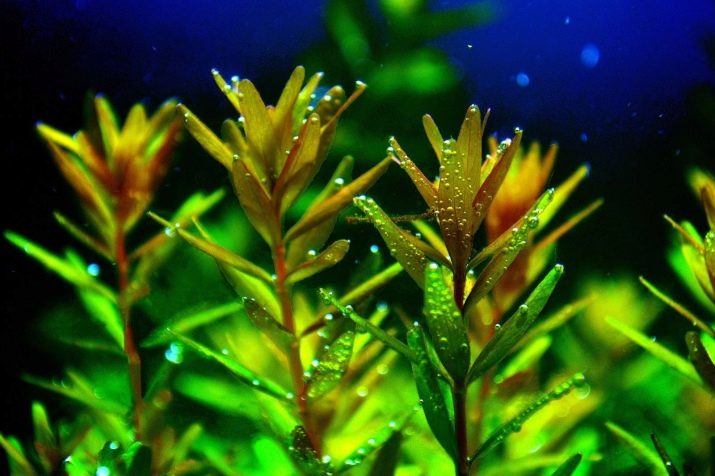 Акваріумні рослини з назвами і описом (41 фото): види водоростей в акваріумі для початківців, сагиттария і марсилия, кринум і лимнобиум
