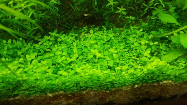 Акваріумні рослини з назвами і описом (41 фото): види водоростей в акваріумі для початківців, сагиттария і марсилия, кринум і лимнобиум