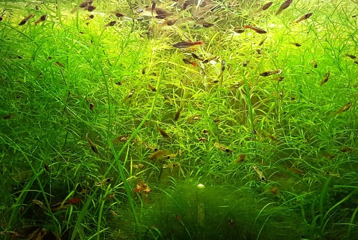 Акваріумні рослини з назвами і описом (41 фото): види водоростей в акваріумі для початківців, сагиттария і марсилия, кринум і лимнобиум
