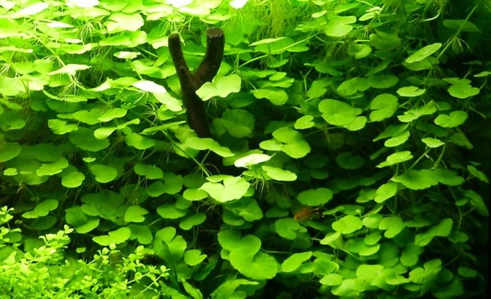 Акваріумні рослини з назвами і описом (41 фото): види водоростей в акваріумі для початківців, сагиттария і марсилия, кринум і лимнобиум
