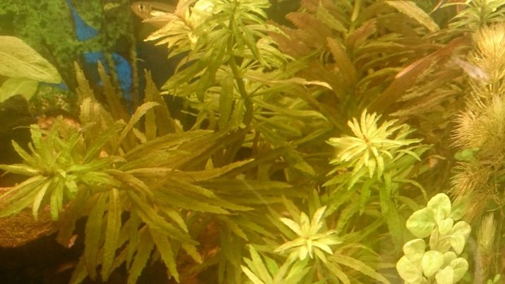 Акваріумні рослини з назвами і описом (41 фото): види водоростей в акваріумі для початківців, сагиттария і марсилия, кринум і лимнобиум
