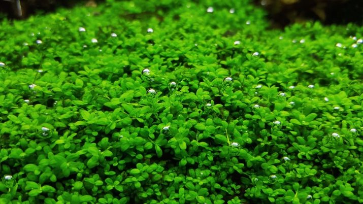 Акваріумні рослини з назвами і описом (41 фото): види водоростей в акваріумі для початківців, сагиттария і марсилия, кринум і лимнобиум