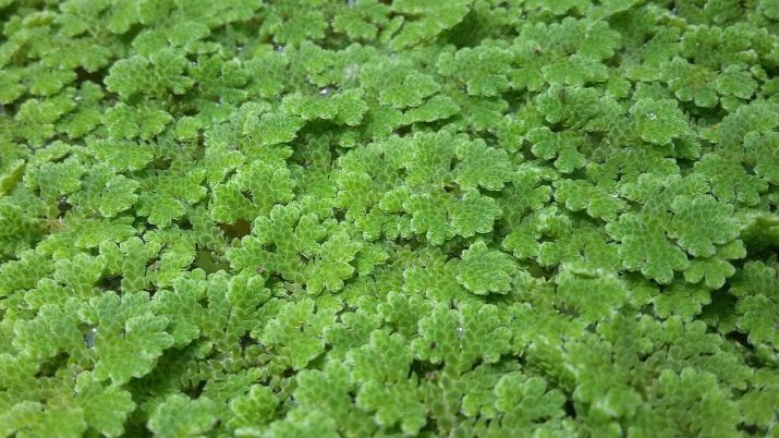 Акваріумні рослини з назвами і описом (41 фото): види водоростей в акваріумі для початківців, сагиттария і марсилия, кринум і лимнобиум