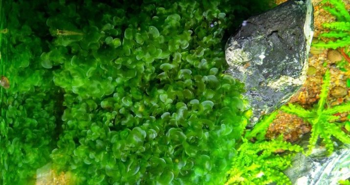 Акваріумні рослини з назвами і описом (41 фото): види водоростей в акваріумі для початківців, сагиттария і марсилия, кринум і лимнобиум