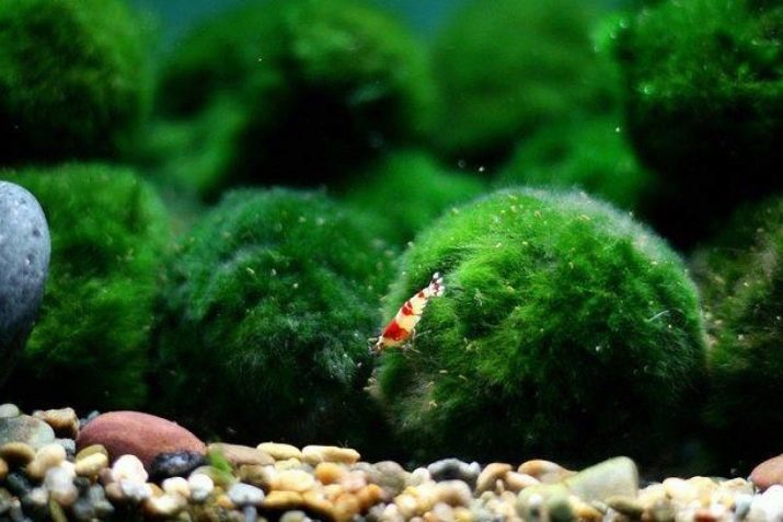 Акваріумні рослини з назвами і описом (41 фото): види водоростей в акваріумі для початківців, сагиттария і марсилия, кринум і лимнобиум